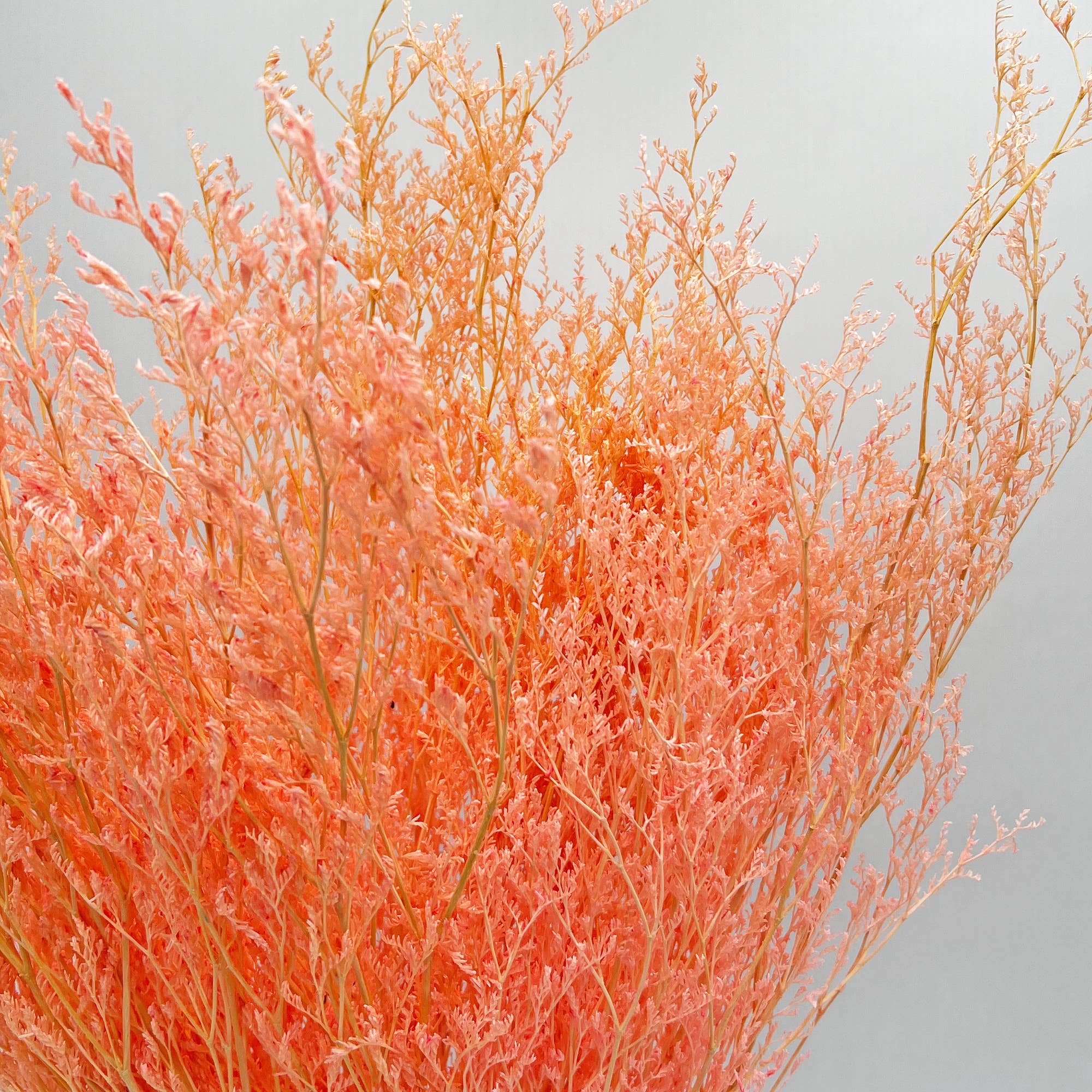 2626 Designs - Wholesale Dried/Pressed Flowers - Dried Preserved Valentin Grass Bouquet 21" Multiple Colors15