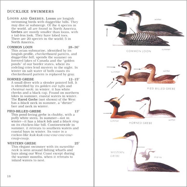 Microcosm Publishing & Distribution - Wholesale Nature Guide - Peterson First Guide to Birds of North America