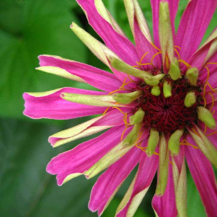 Blooming Zinnia for wholesale by Sarah’s Card Co.