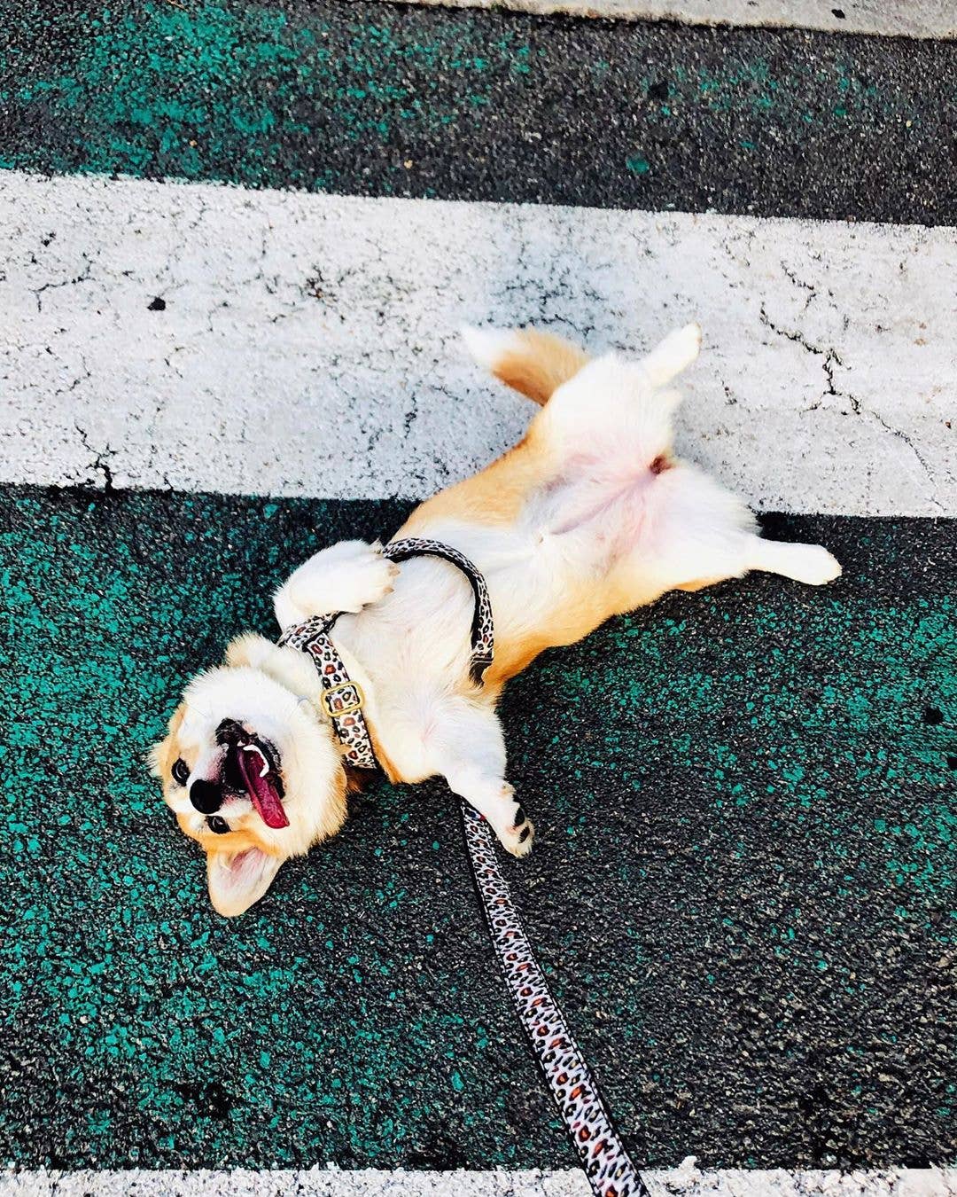 French Bandit - Wholesale Pet Harness - Dog - Leopard print dog harness4