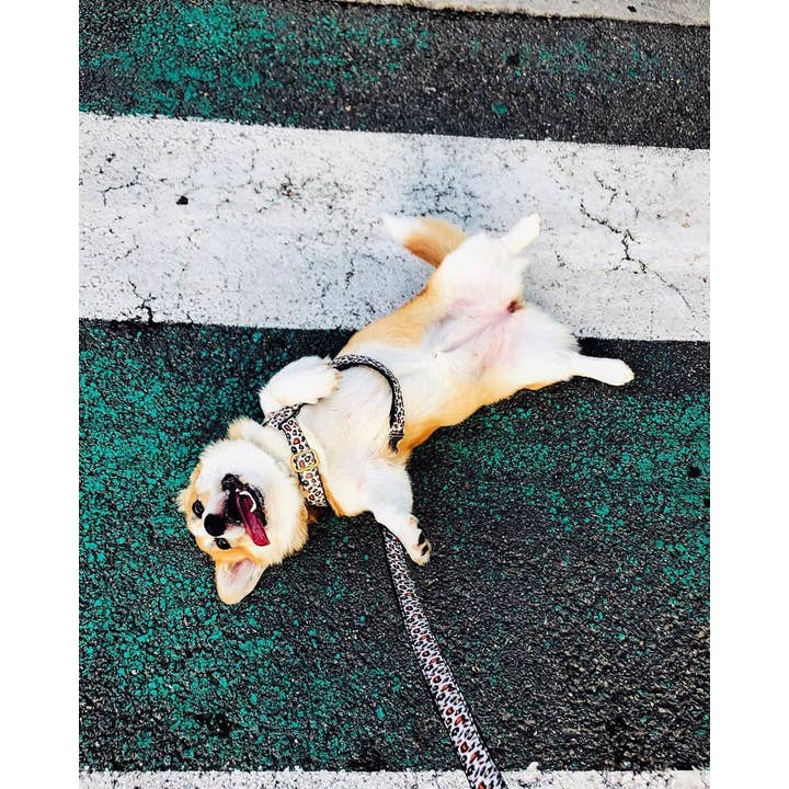 French Bandit - Wholesale Pet Harness - Dog - Leopard print dog harness4