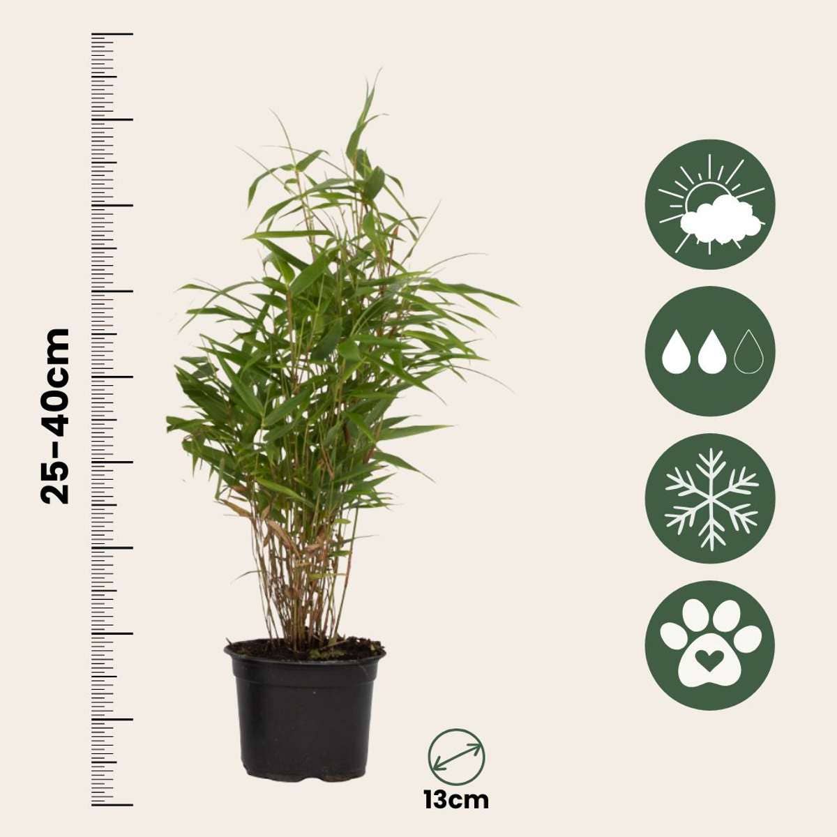 Oasis of Life - Wholesale Live plant - Bamboo – 3 Fargesia Rufa Plants – Green Garden Bamboo – Evergreen, Hardy & Non-Invasive – Ideal as Hedge or Container Plant – Easy to Care for & Robust – Height 25–40cm – Ø13cm3