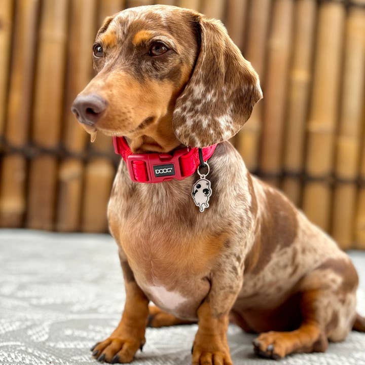 DOOG & Outback Tails & Country Tails - Wholesale Halsband - Hond - Neosport Neopreen Hondenhalsband - Rood