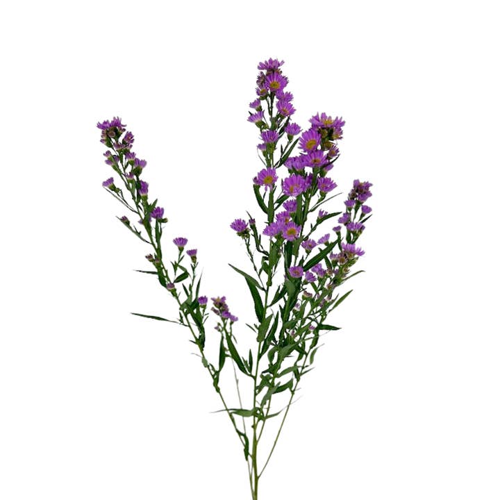 Asters Pink Carnival - Fresh Cut Flowers for wholesale by Metro Flower Market