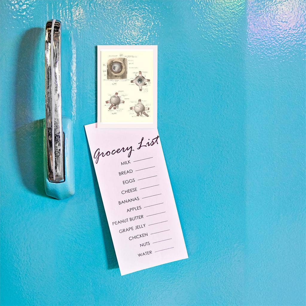 Found Image Press – Engroshandel Magnet – Magnet AY-177 Muskulatur omkring øjet1