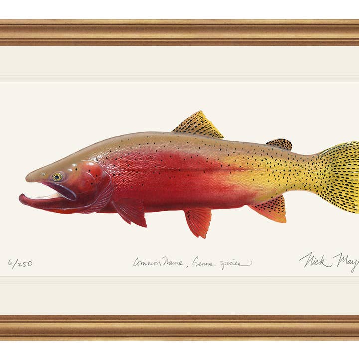 Cutthroat Trout 2 Limited Edition Print - NY til ferien 2025! for engroshandel hos Nick Mayer Art