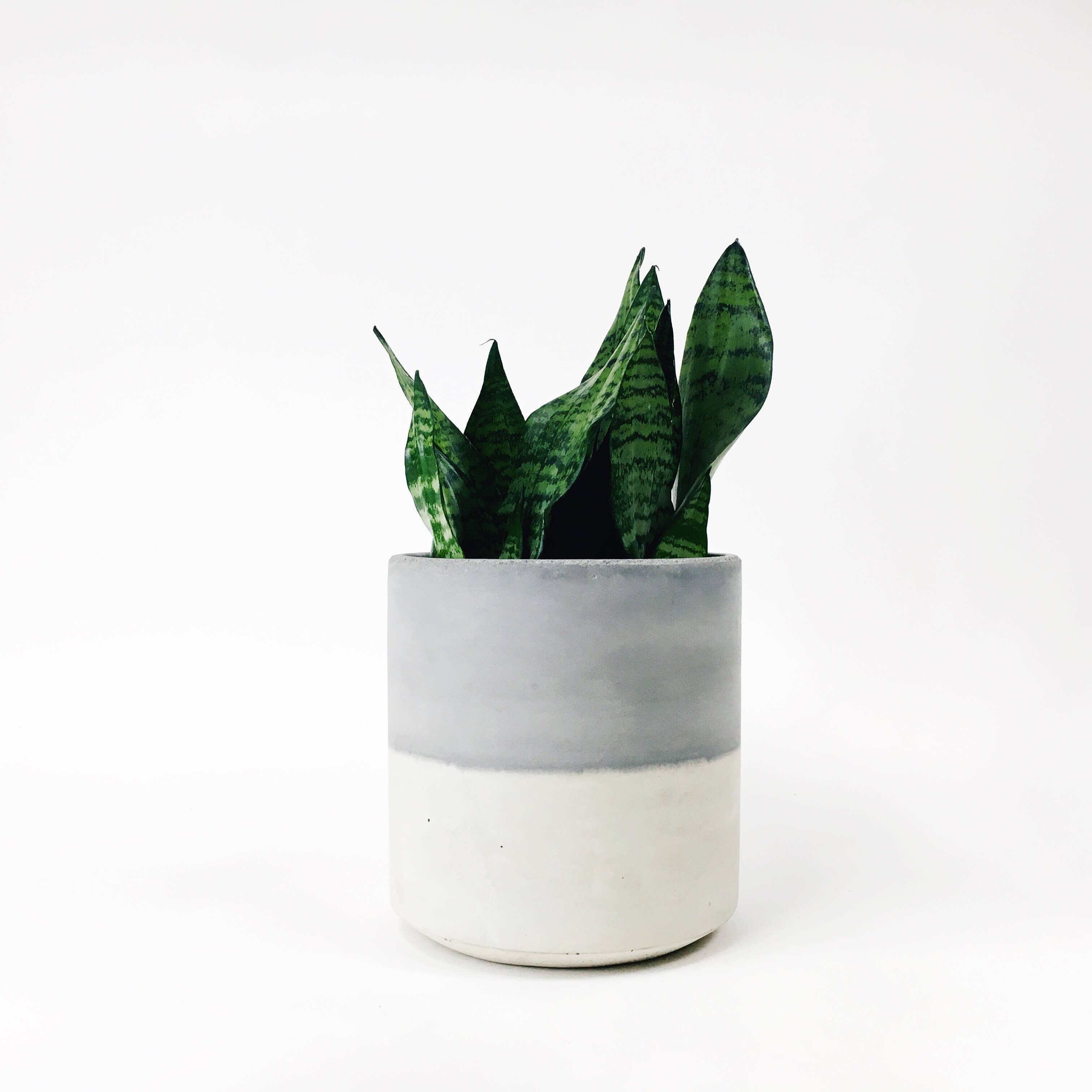 Settlewell - Wholesale Plant Pot - 9" Straight Sided Concrete Pot / 14 Colors2