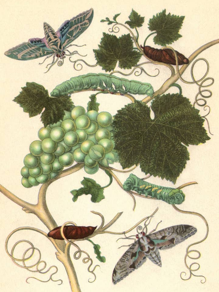 Postal Grape Vine com Esfinge da Vinha e Traça (194835) por atacado de The Knowledge of Things by Catch Publishing