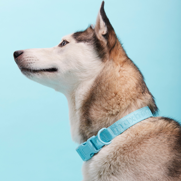 ARISTOPET - Wholesale Pet Collar - Dog - SIGNATURE COLLAR14