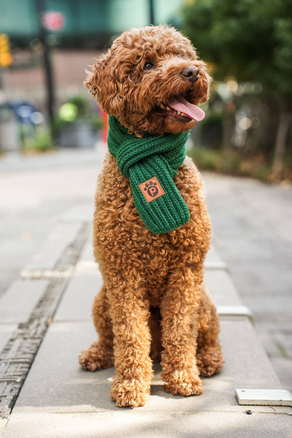 Pawsbury Lane - Vente Écharpe – chat et chien - Bonnet pour propriétaire et écharpe d'hiver pour chien - Vert émeraude9
