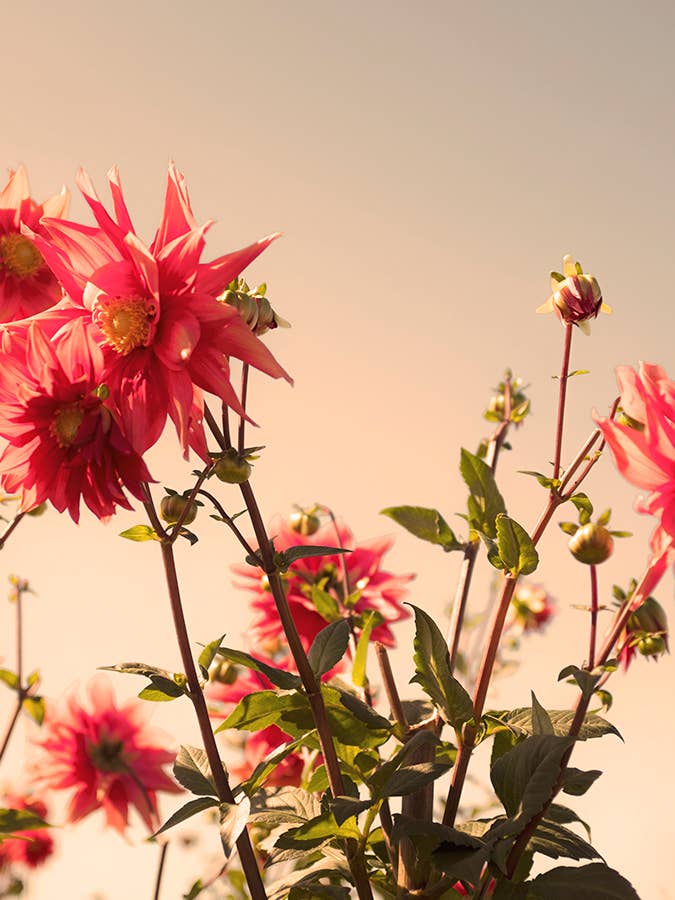 Flora nº 11 por atacado de Wilder California