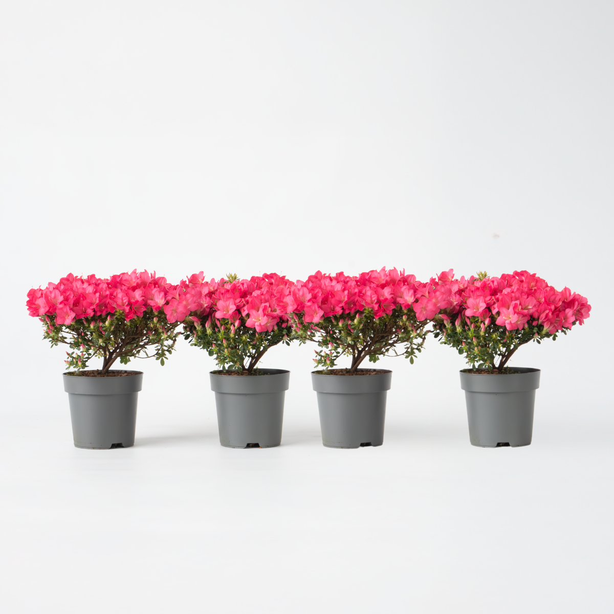 Oasis of Life - Wholesale Live Plant - Rhododendron Azalea – 4 plants Rhododendron Azalea ‘Anouk’ – Japanese Azalea with pink flowers – Evergreen & hardy – Ideal for garden, balcony & pots – Easy to care for & compact – Height 25–40cm – Ø17cm0