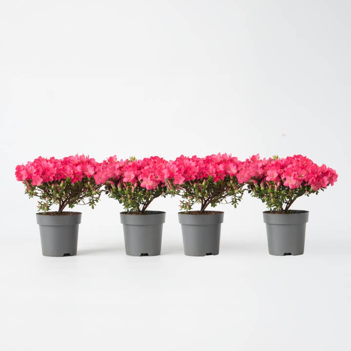 Oasis of Life – Engroshandel Ægte plante – Rhododendron Azalea – 4 planter Rhododendron Azalea ‘Anouk’ – Japansk Azalea med lyserøde blomster – Stedsegrøn & hårdfør – Ideel til have, altan & krukke – Nem at pleje & kompakt – Højde 25–40cm – Ø17cm