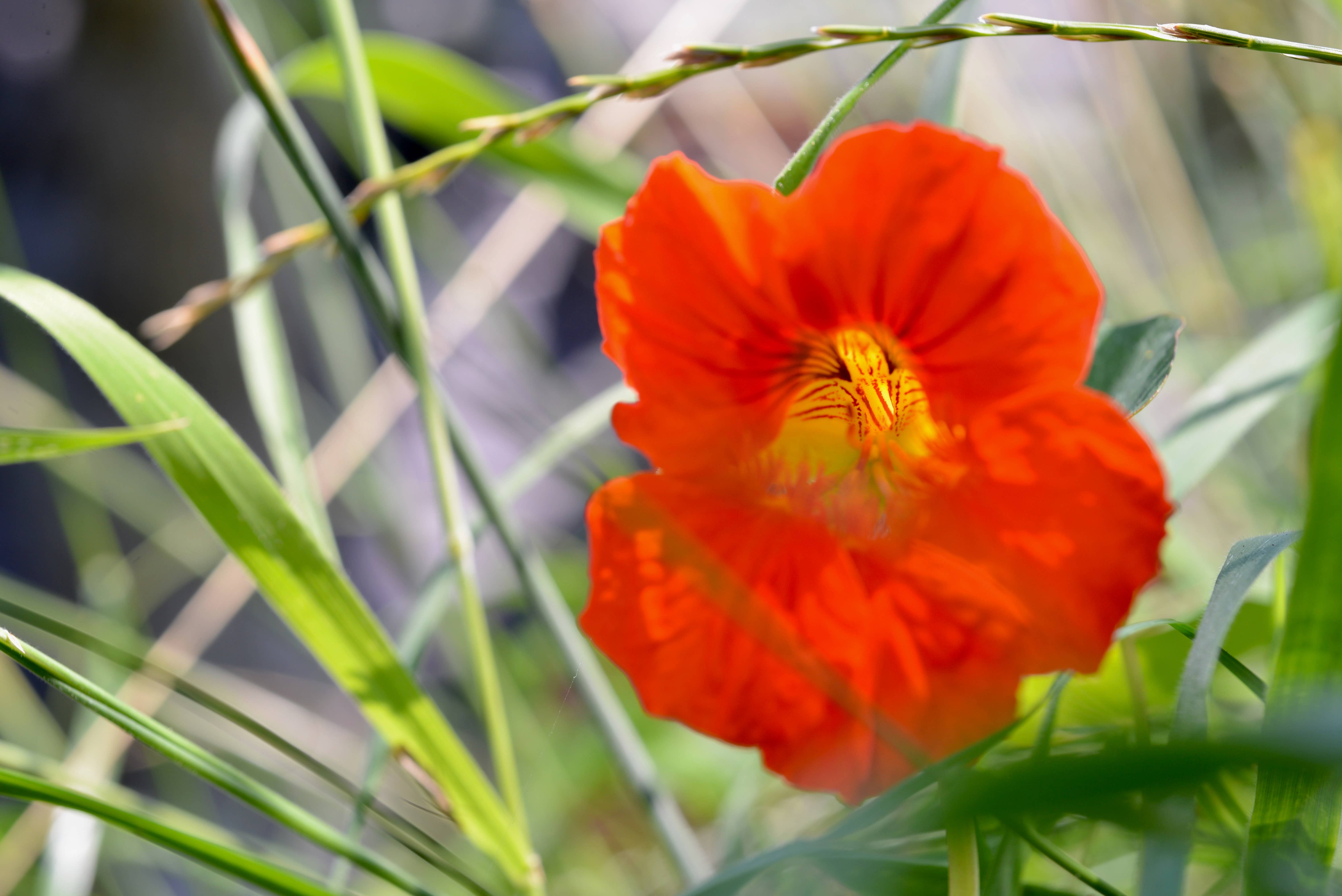 The Jonsteen Company - Wholesale Plant Seeds - Nasturtium | Flower Seed Grow Kit7