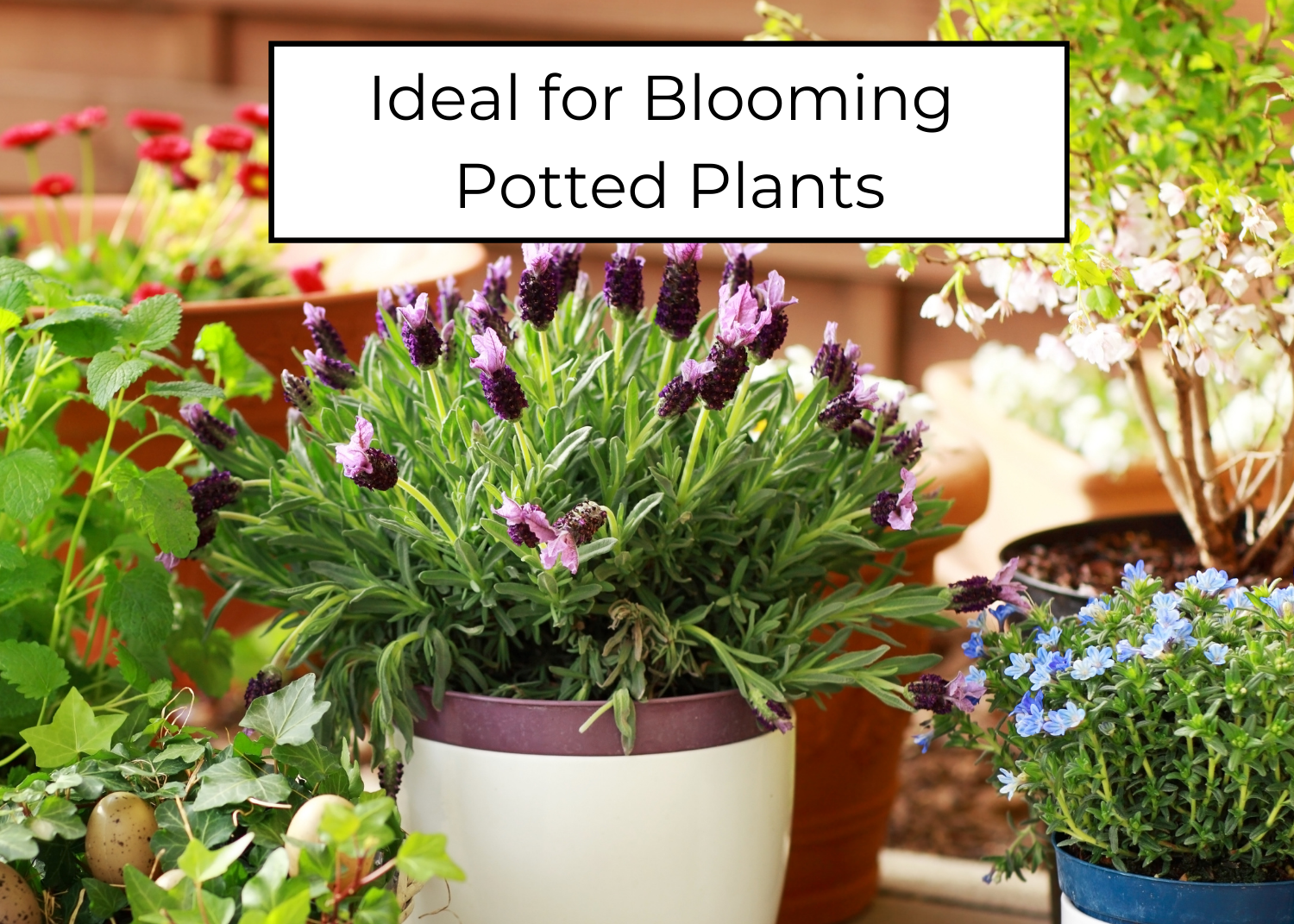 Happy Bunny Farms – wholesale Planting/potting soil – Bud-Zilla Premium Soil for Cannabis & Hemp Plants, 4QTs5