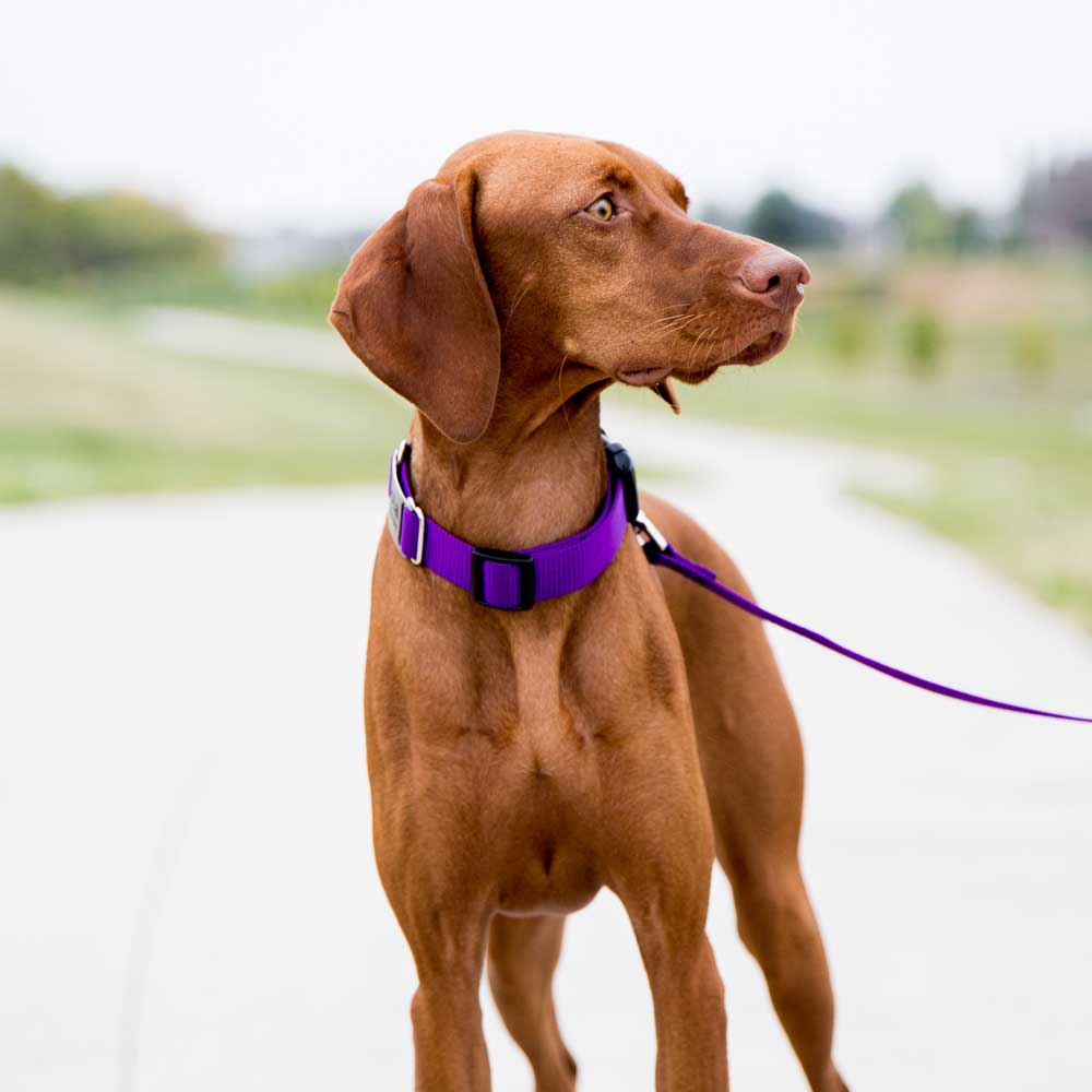 dogIDs - Wholesale Pet Collar - Dog - Personalized Nylon ScruffTag Collar10