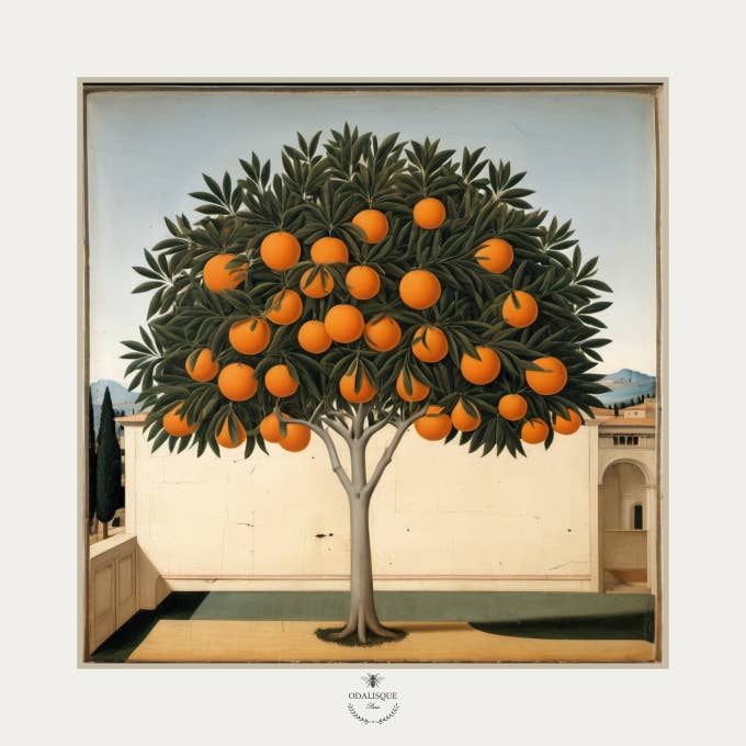 Illustration the Orange Tree - 18x18 cm for wholesale by Odalisque Paris