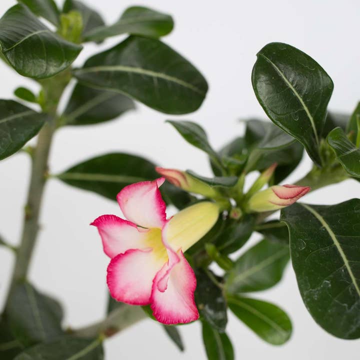 Oasis of Life - Wholesale Live Plant - Desert Rose β 2 Plants β Adenium obesum β Height 30β45cm β Γ13cm β Exotic Houseplant with Thickened Stem & Colorful Flowers β Sunny Plant for Home & Terrace3