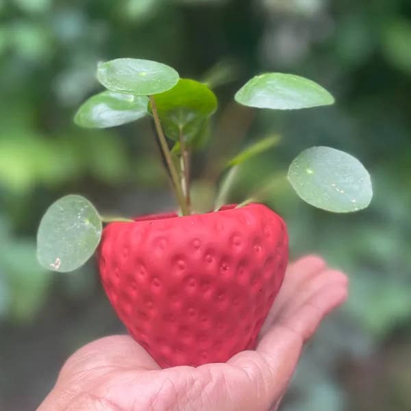 Queen City Crete - Wholesale Plant Pot - Succulent strawberry planter 0