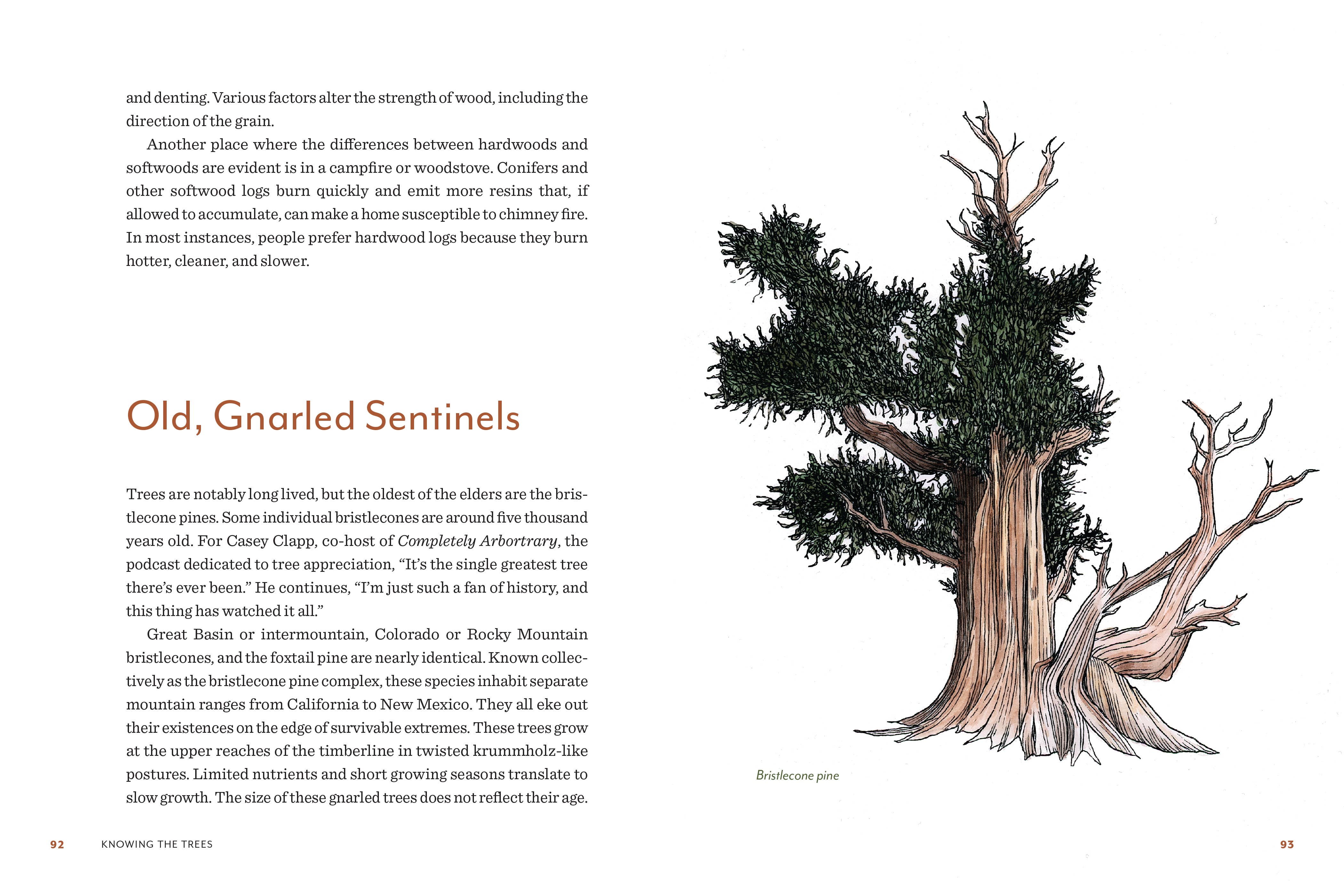 Mountaineers Books – wholesale Natur- och friluftsbok – Knowing the Trees – En fängslande guide till skogens livscykel6