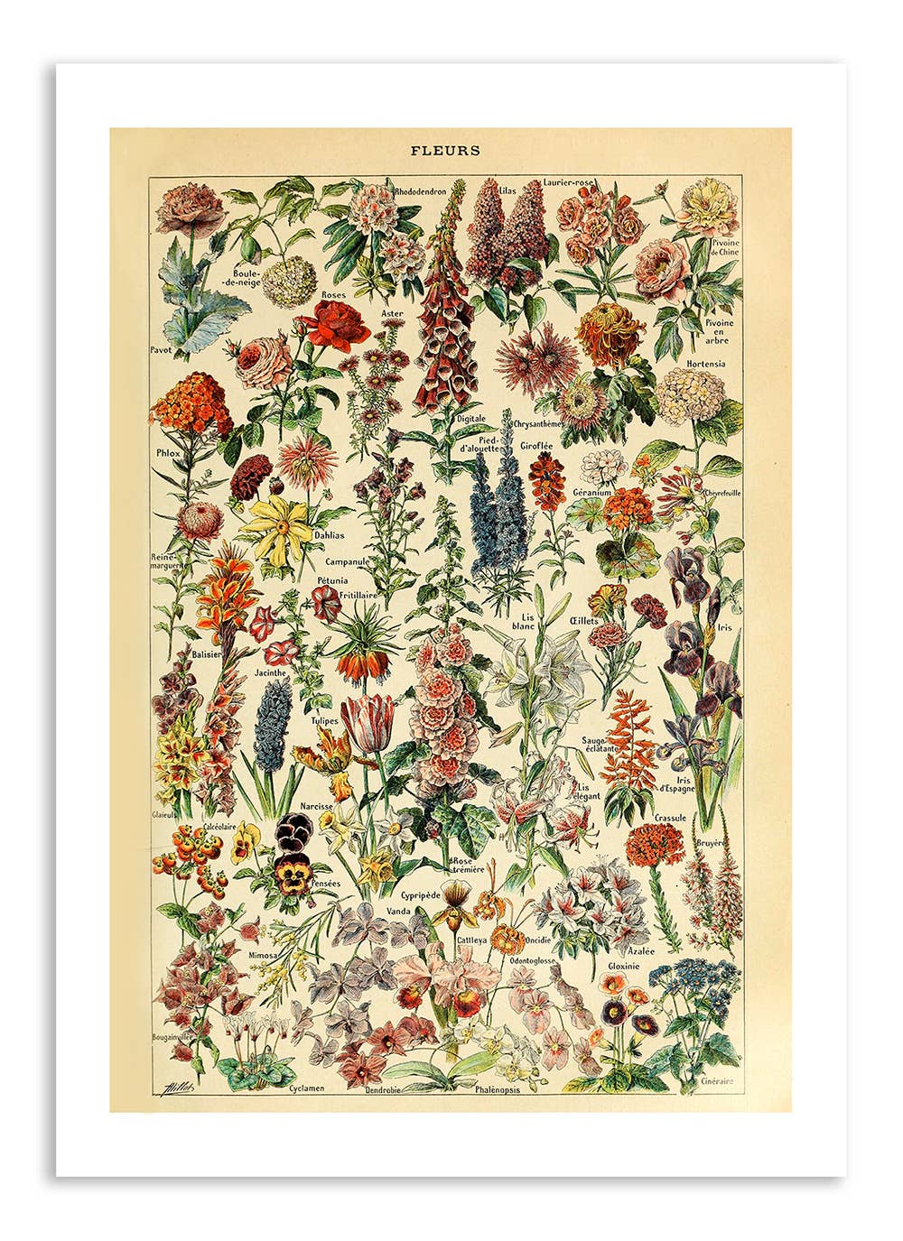 Esque - Wholesale Postcard - Postcard Vintage Flowers - Adolphe Millot2