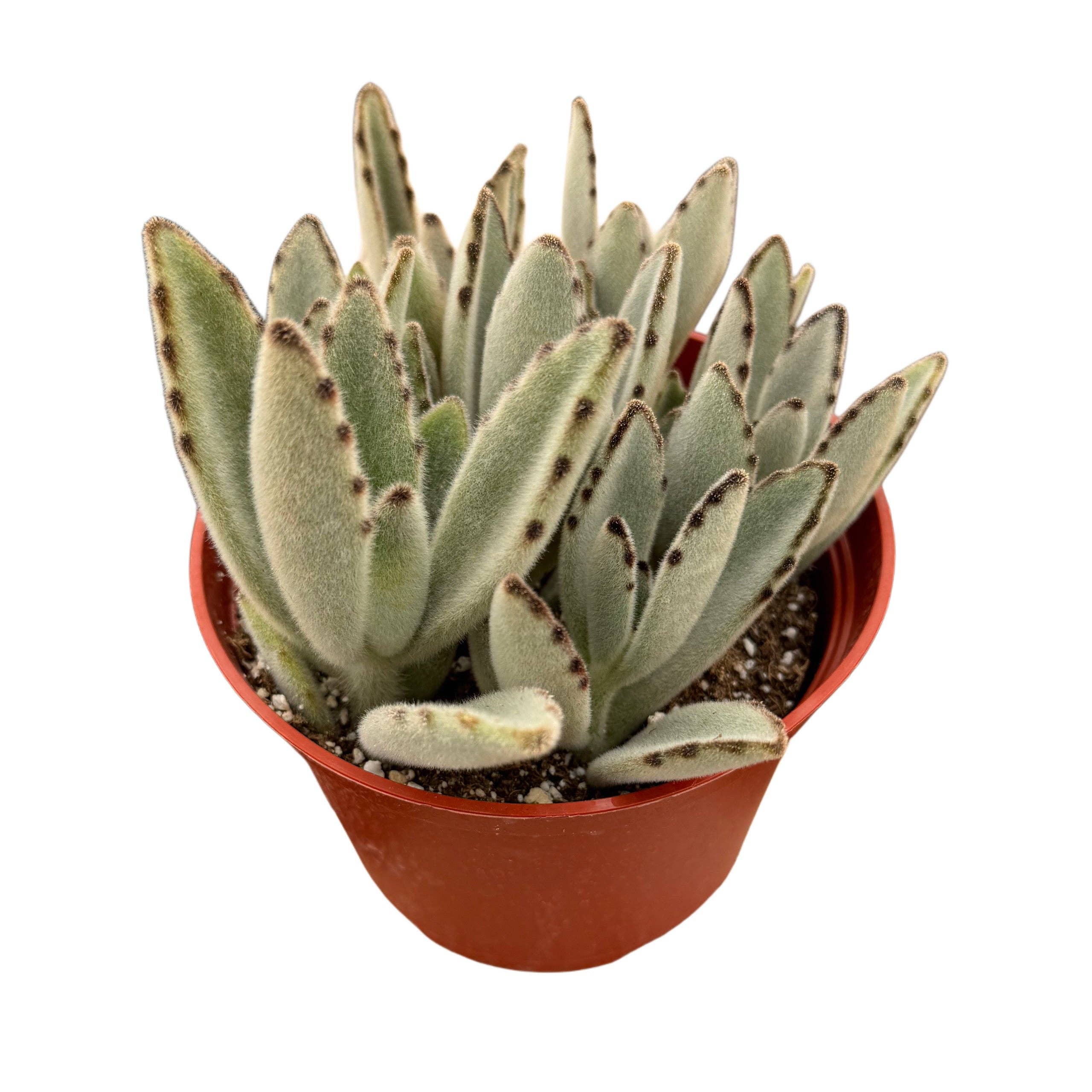 Succulent Wholesale - Wholesale Succulent - Panda Plant | 4 inch | Kalanchoe tomentosa1