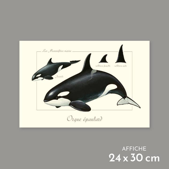 Orque épaulard - Affiche pour la vente par Longue-vue