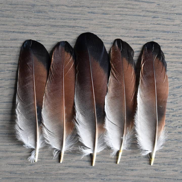 Plumes Naturelles - Vendita all'ingrosso Attrezzature per lavoretti e fai da te - Piume di ghiandaia