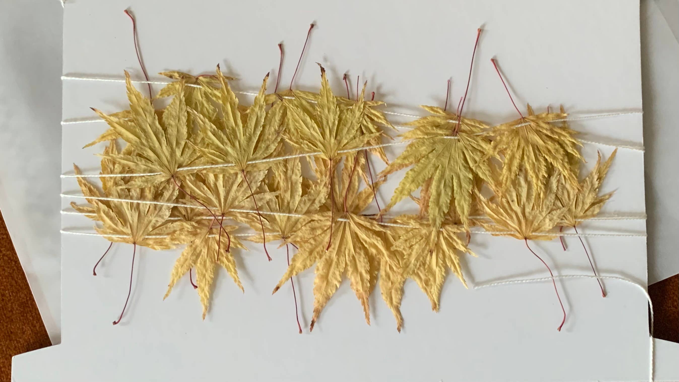 Twig and Snip - Wholesale Bunting/Garland - Dried Japanese Maple Leaf Garland GOLDEN- Natural Decor0