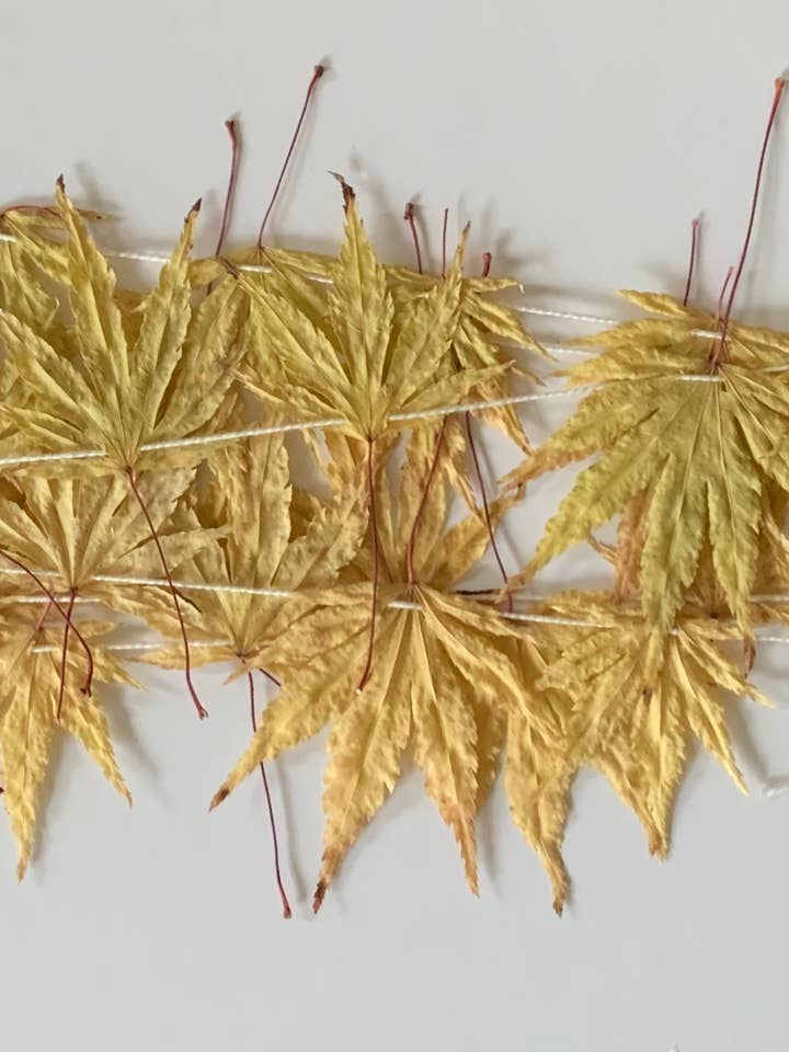 Dried Japanese Maple Leaf Garland GOLDEN- Natural Decor for wholesale by Twig and Snip