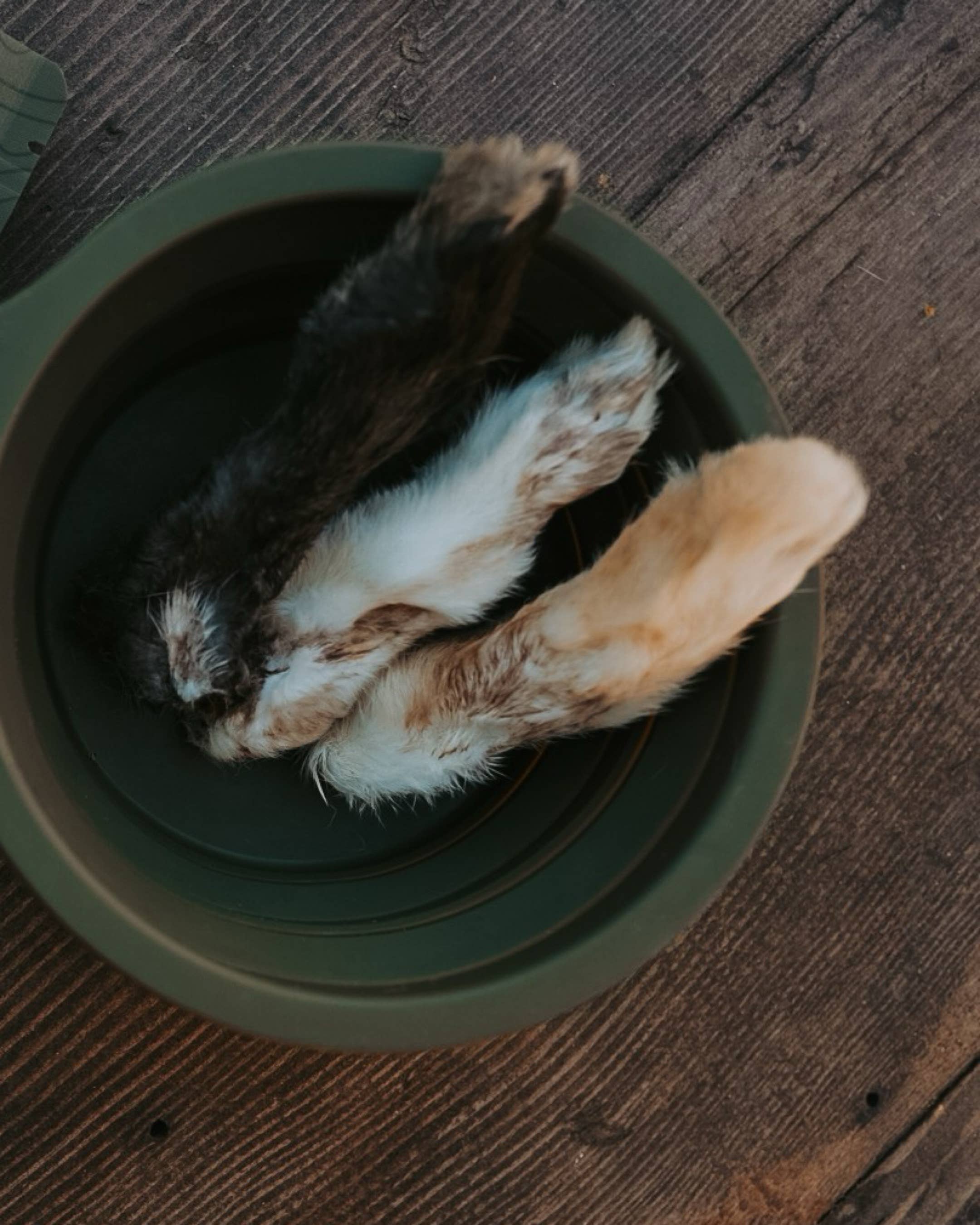 Litto Howler - Wholesale Pet Treats - Dog - Wild Rabbit Feet | 12 Count 2