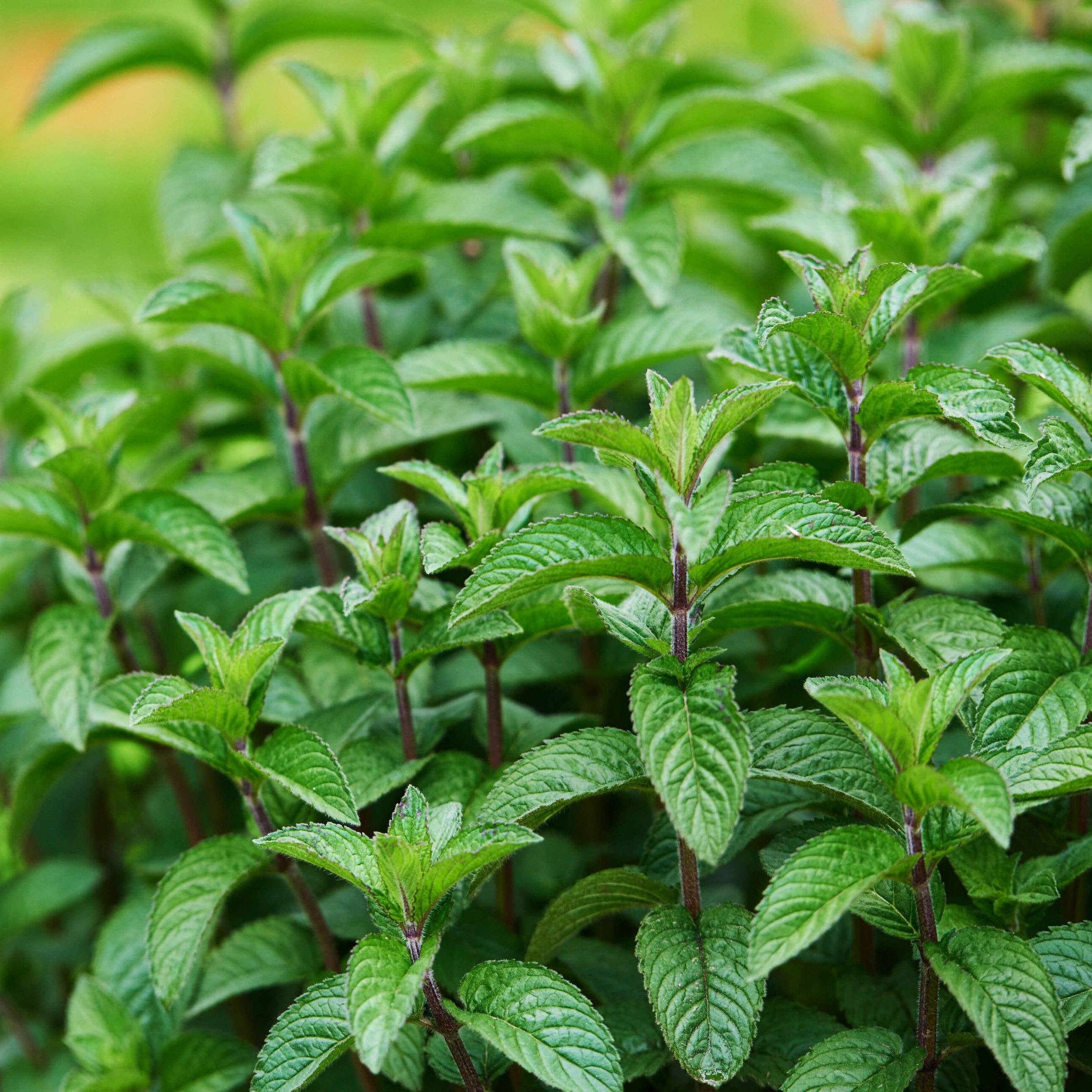 Relaxcation - Wholesale Essential Oil - Pure Peppermint Essential Oil1