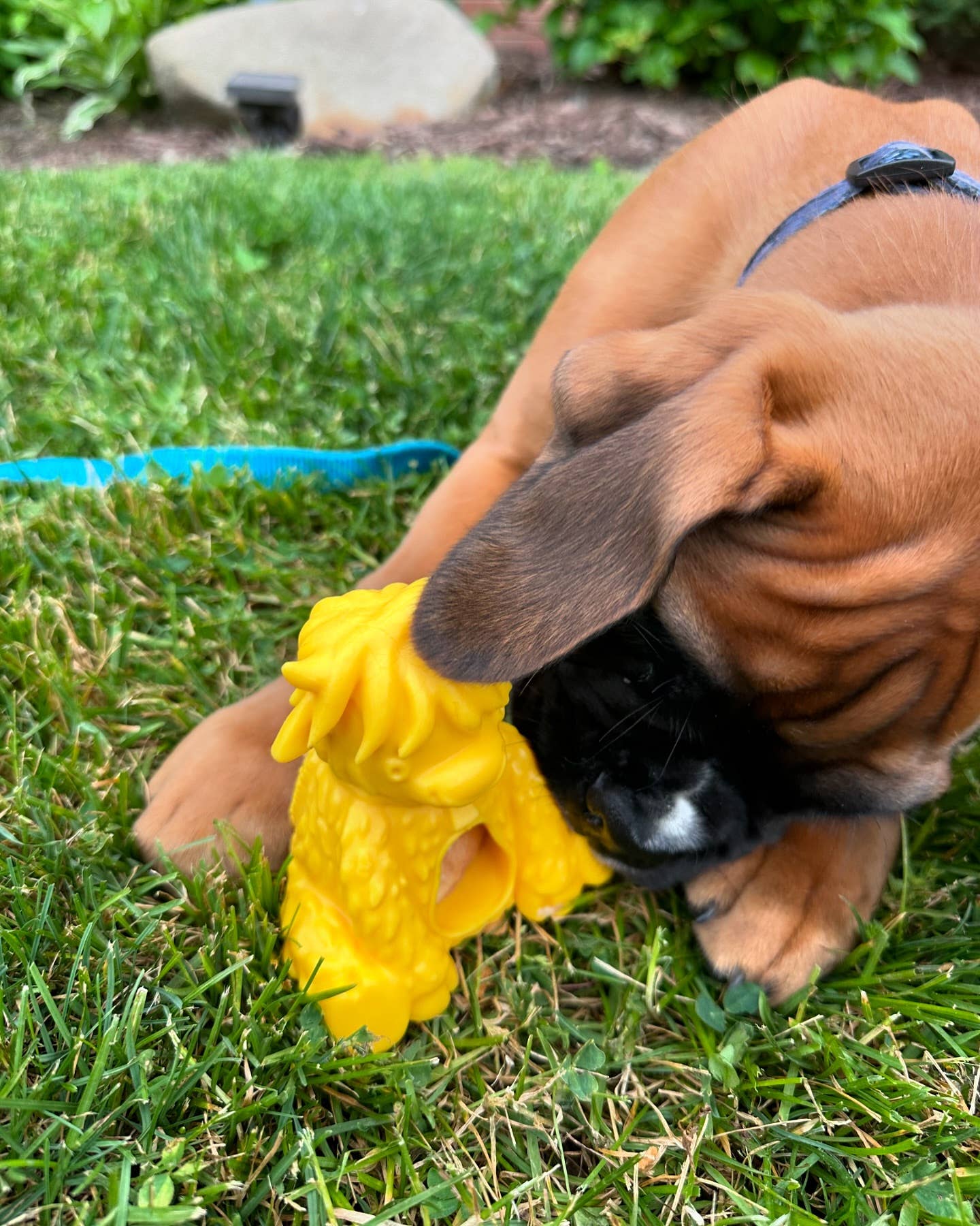 Yeti Dog Chew - Wholesale Pet Chew Toy - Dog - Yak Puff and Play Dog Chew Toy Treat Dispenser, Yellow4