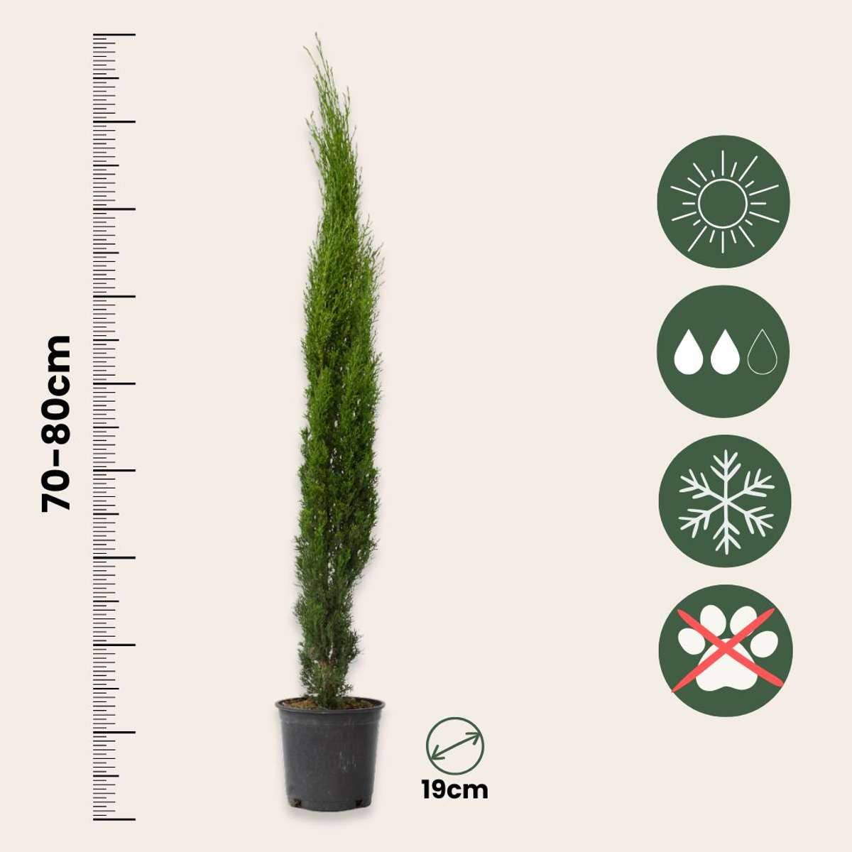 Oasis of Life - Wholesale Live Plant - Mediterranean Cypress – 2 Plants – Cupressus Sempervirens – Height 70–80cm – Ø19cm – Evergreen Columnar Tree for Garden & Terrace – Wintergreen Tuscan Cypress3