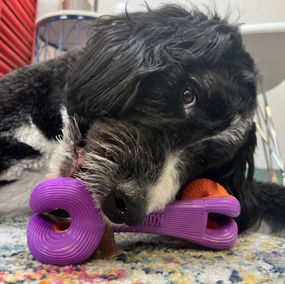 Pet Palette Distribution - Wholesale Pet Fetch Ball - Dog - KONG® Rerun Whoosh Bone Dog Fetch Toy Assorted Small/Medium1