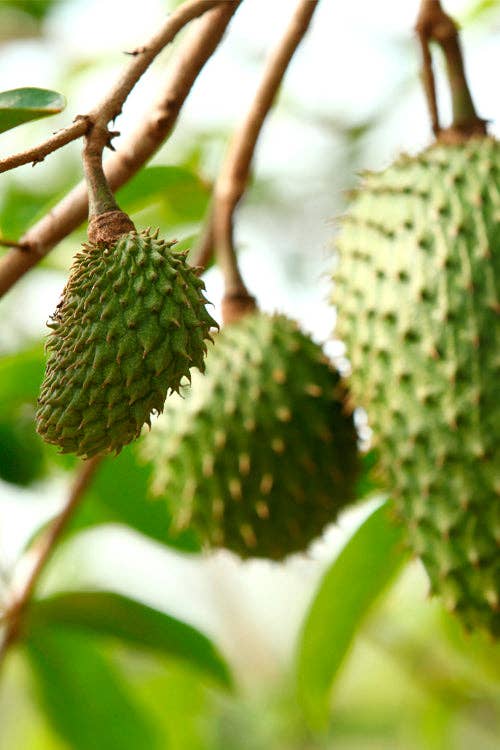 Rio Health Products – wholesale Oral supplement/vitamin – Graviola / Soursop Fruit 500mg2