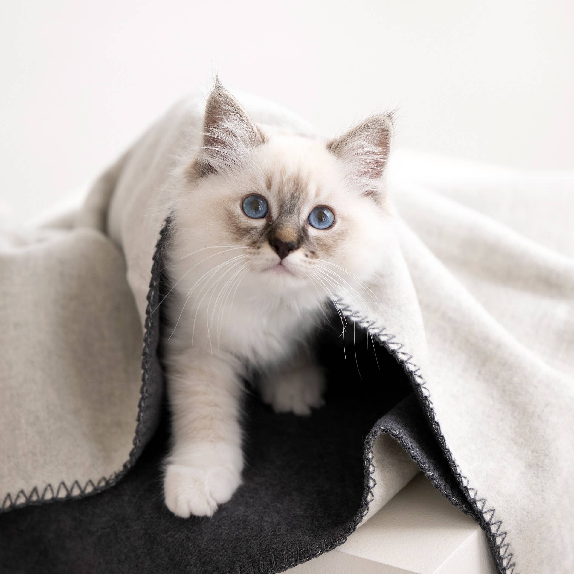 LABONI - Volentis GmbH – Großhandel Haustierdecke – Katze/Hund – REVERSO – Stilvolle Wende-Decke für anspruchsvolle Hunde17