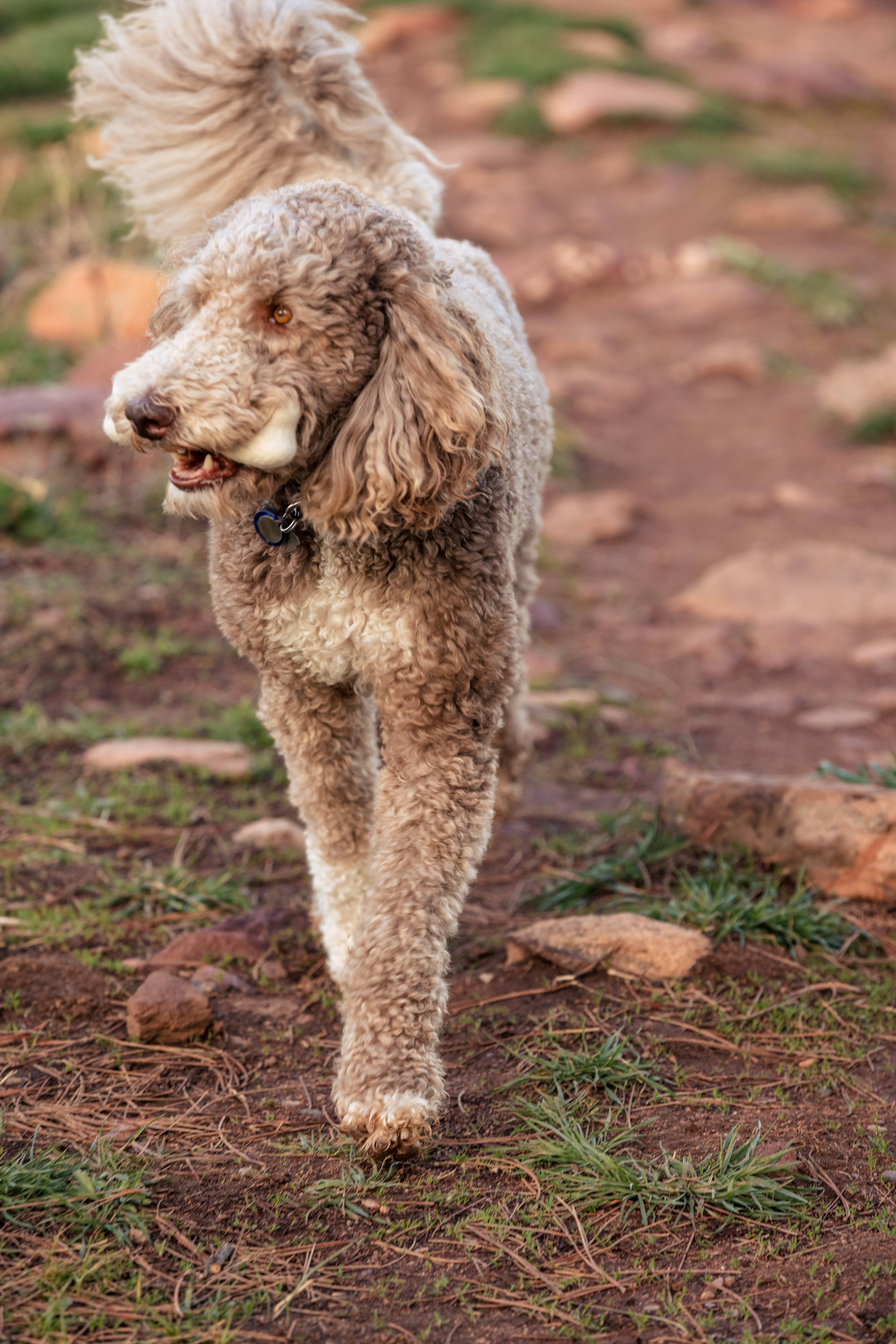 Fibres of Life - Wool & Felt - Wholesale Pet Toy - Dog - Felt Dog Bone Toy 8