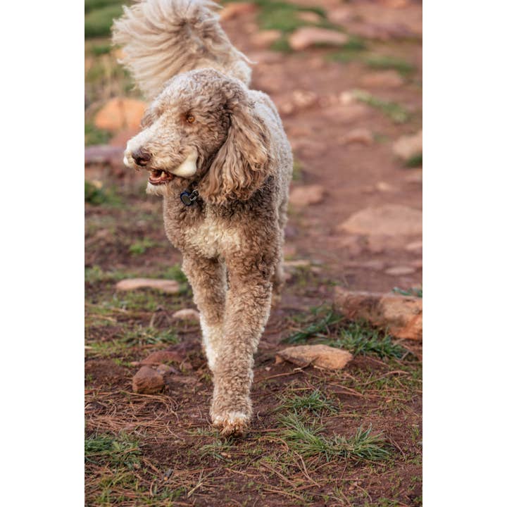 Fibres of Life - Wool & Felt - Wholesale Pet Toy - Dog - Felt Dog Bone Toy 8