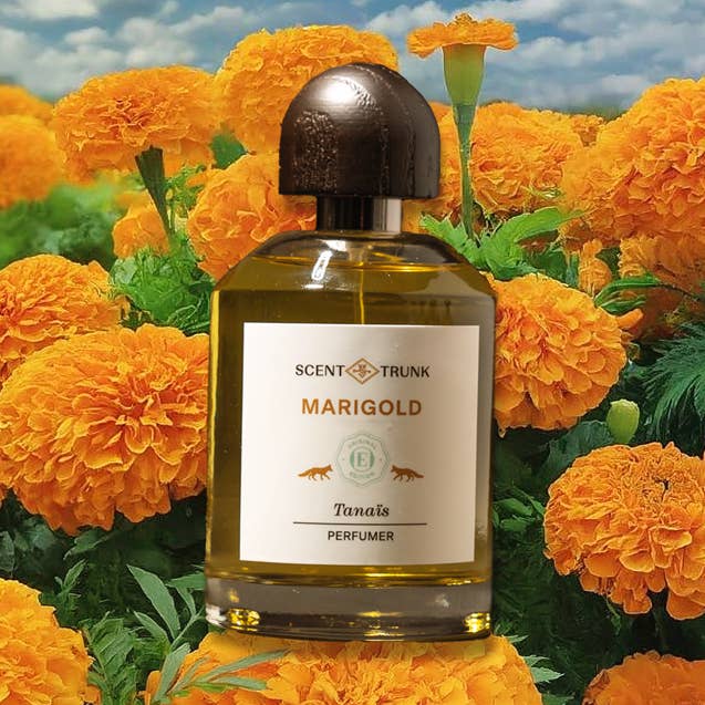 Marigold for wholesale by Scent Trunk