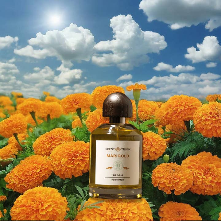 Marigold for wholesale by Scent Trunk