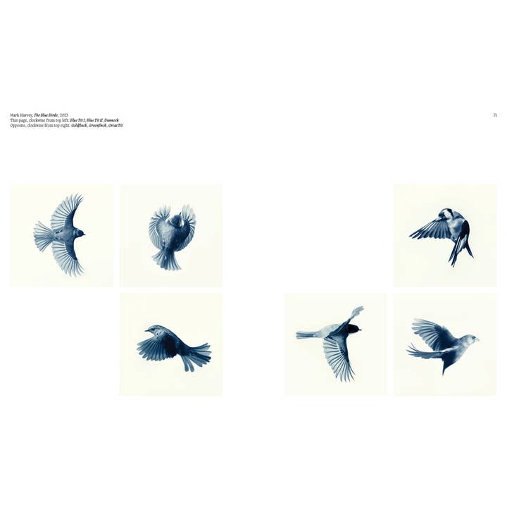 W. W. Norton - Wholesale Display Book - Aviary: The Bird in Contemporary Photography5