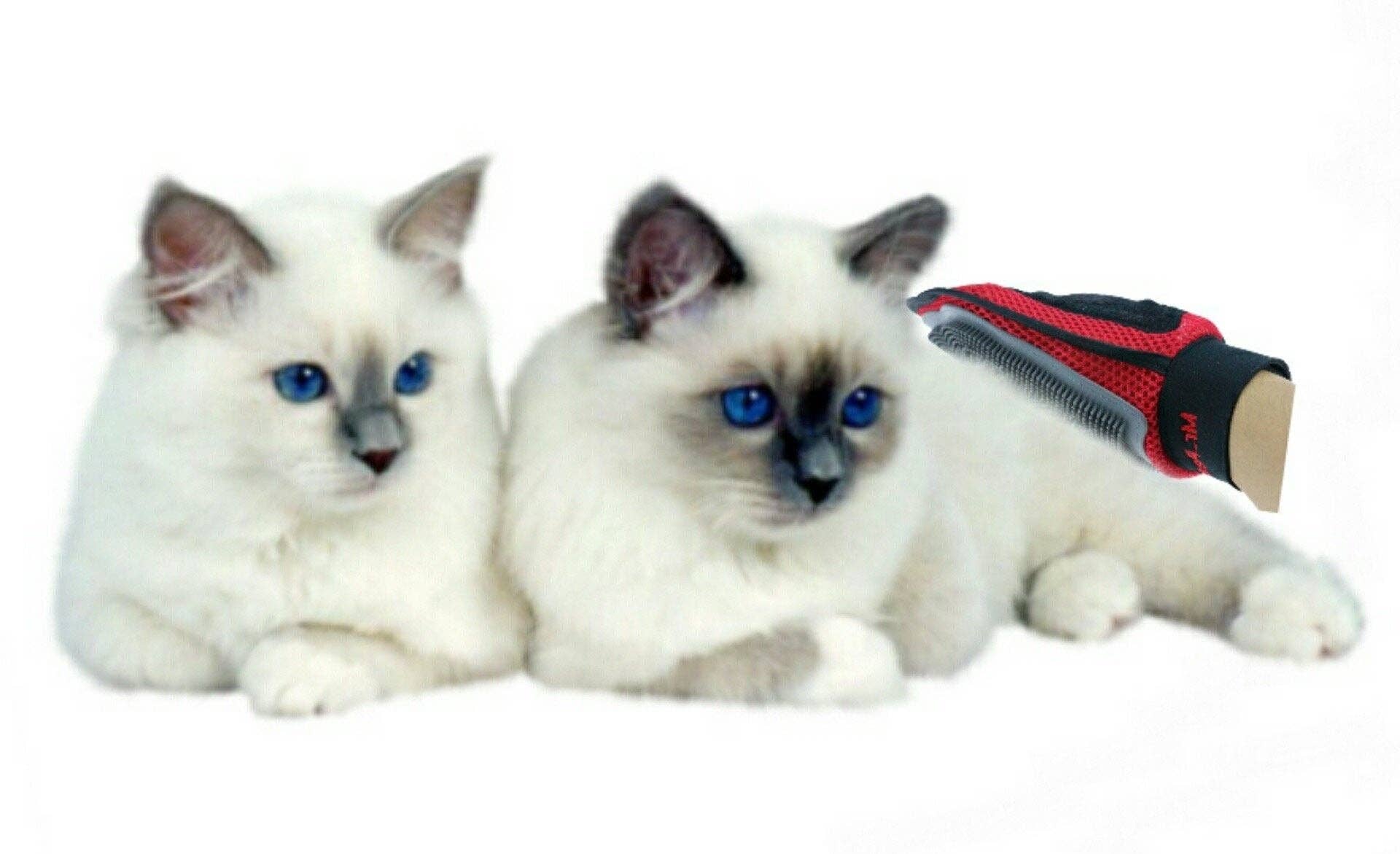 Mr. Peanut's - Wholesale Pet Grooming Aid - Dog - Mr. Peanut's Original Pet Grooming Glove3