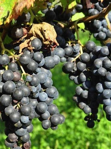 Black Greek for wholesale by Sementi & Barbatelle