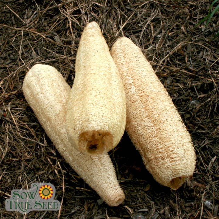 Graines de courge - Luffa pour la vente par Sow True Seed