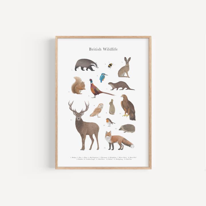 British Wildlife Species Educational Print for wholesale by Lauren Fitton Illustration