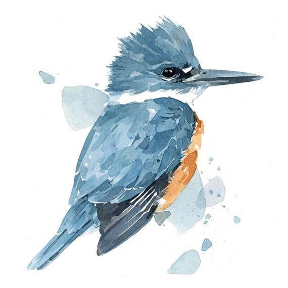 Studio Tuesday - Vente Affiche d'art - Impression aquarelle Kingfisher, peinture aux oiseaux