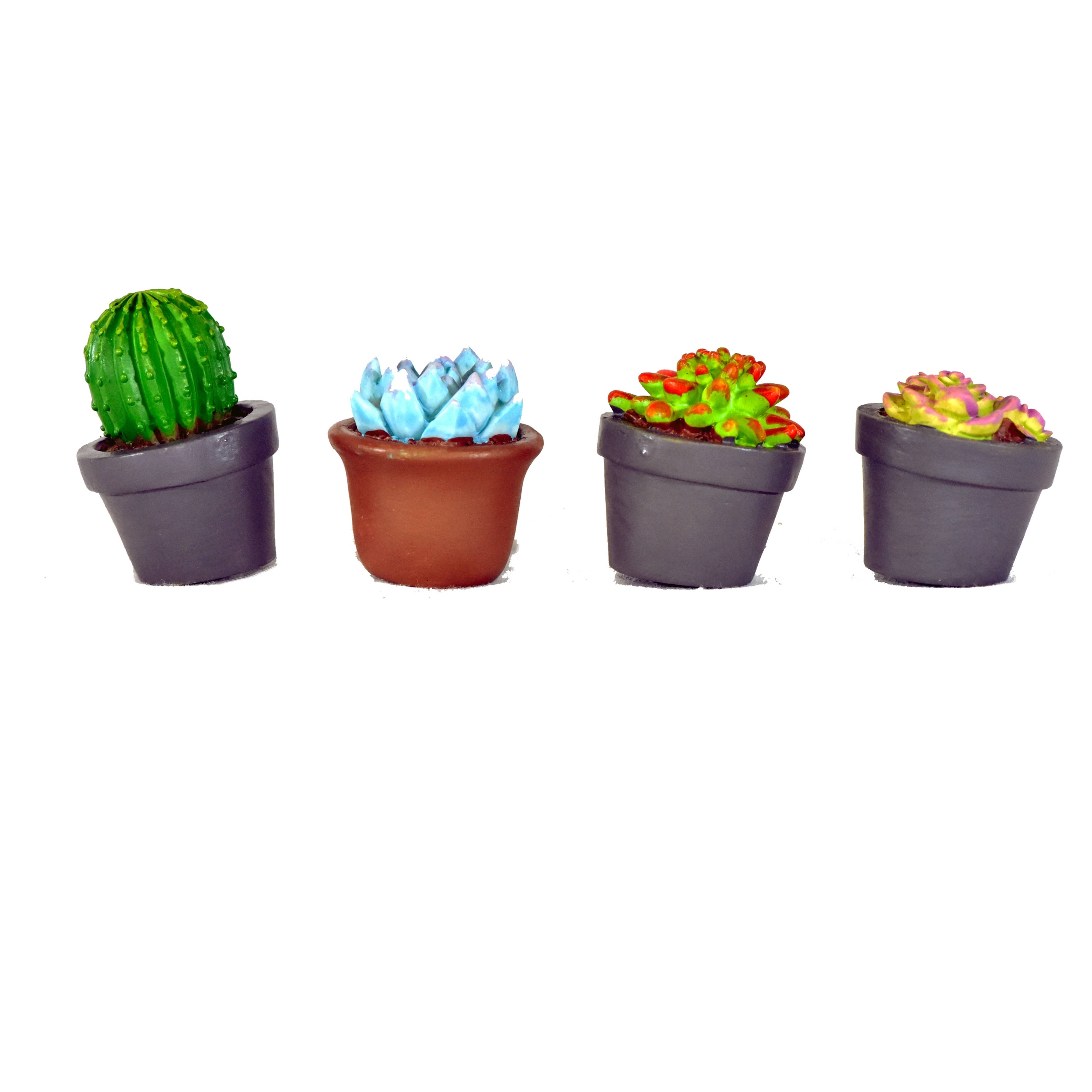 G & F Products - Vente Succulentes - Jardin Miniature Succulent, 4 pc6
