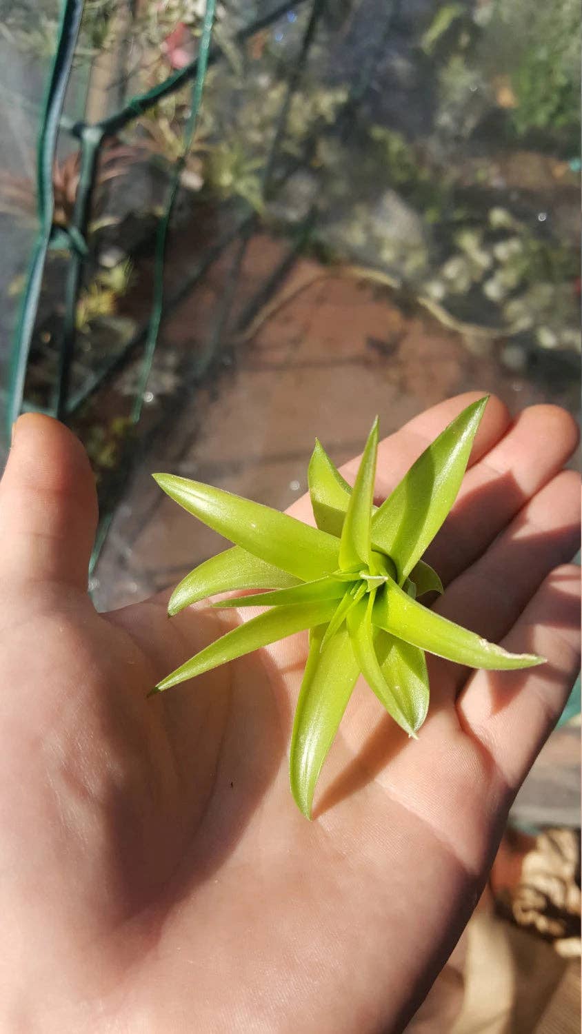 Airplant Direct - Wholesale Live Plant - Tillandsia Brachycaulos2