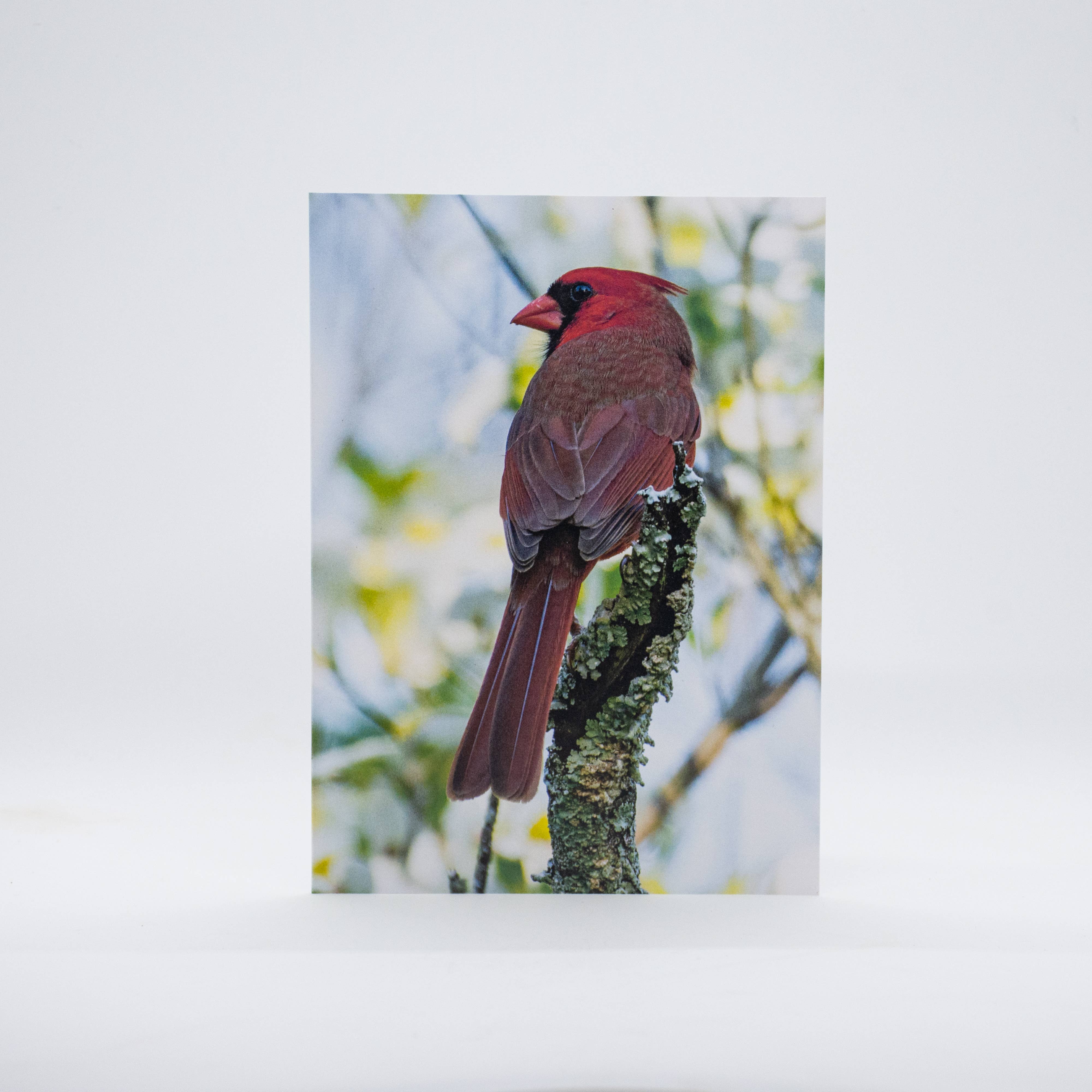 Wren - Wholesale Everyday Greeting Card - Cardinal with Dogwood Blossoms (Blank inside) Greeting Card2
